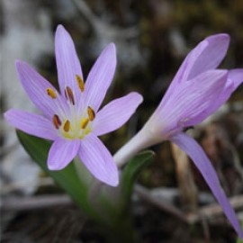 Colchicum Cupani