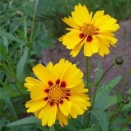 Coreopsis Grandiflora 'Badengold'