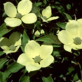 Cornus Capitata