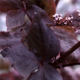 Cryptotaenia Japonica Atropurpurea