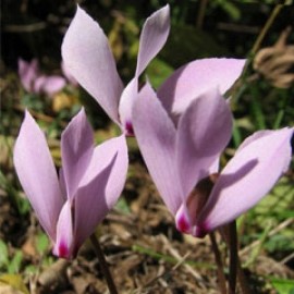 Cyclamen Cilicium