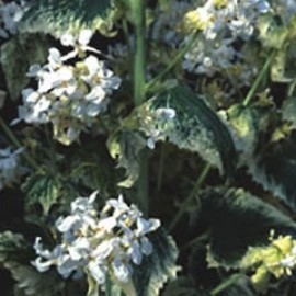 Lunaria Annua Alba Variegata