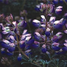 Lupinus Chamissonis