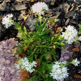 Lychnis Alpina Alba