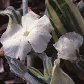 Lychnis Coronaria 'Hutchinson's Cream'