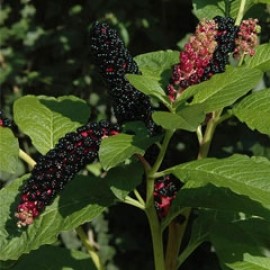 Phytolacca Acinosa