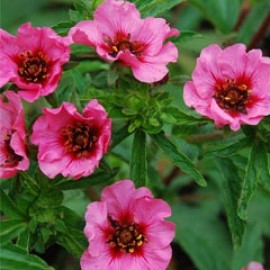 Potentilla Helen Jane