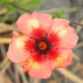 Potentilla Nepalensis