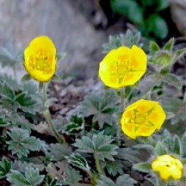 Potentilla Nivea