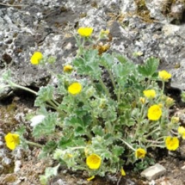 Potentilla Pulvinaris