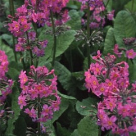 Primula Burmanica