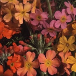 Primula Candelabra p.w. Rainbows 10x Packet