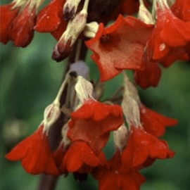 Primula Florindae 'Ray's Ruby'