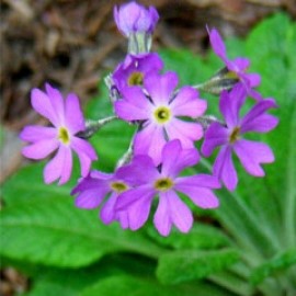 Primula Gemmifera