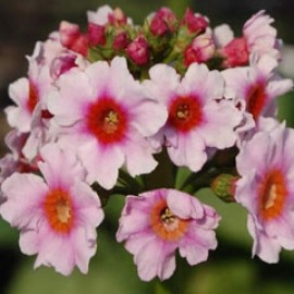 Primula Japonica 'Apple Blossom'