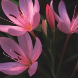 Schizostylis Mixed Colours