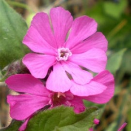 Silene Dioica