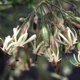 Silene Viridiflora