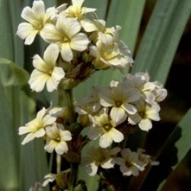 Sisyrinchium Striatum