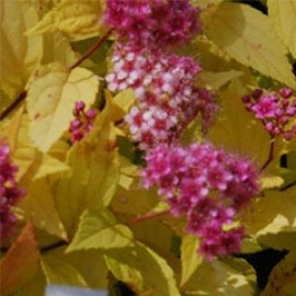 Spirea 'Golden Princess'