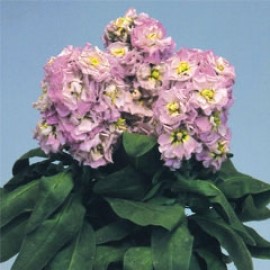 Stocks Cinderella 'Appleblossom'