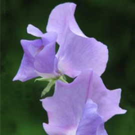 sweet Pea 'Stylish'