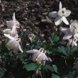 Aquilegia Flabellata Alba