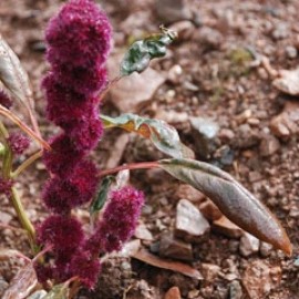 Amaranthus Garganicus