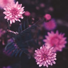 Andean Choice Herbaceous