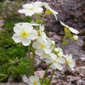Androsace Armeniaca Macrantha