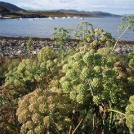 Angelica Archangelica