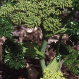 Angelica Pachycarpa
