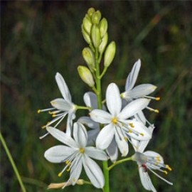 Anthericum Ramosum