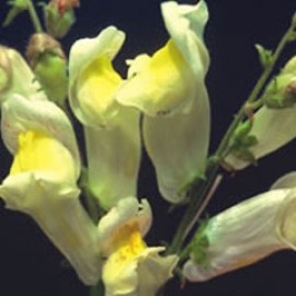 Antirrhinum Braun-Blanquetii