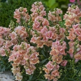 Antirrhinum Dwarf Twinny Peach