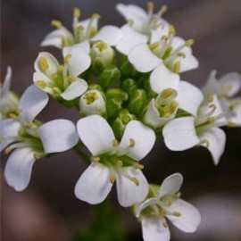 Arabis Soyeri
