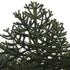 Araucaria Araucana