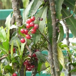 Ardisia Macrocarpa