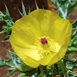 Argemone Subfusiformis