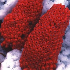 Arisaema Consanguineum