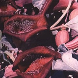 Aristolochia Chilensis