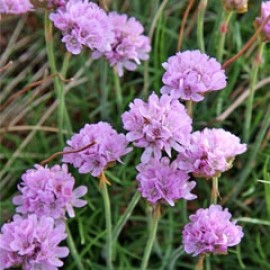 Armeria Maritima