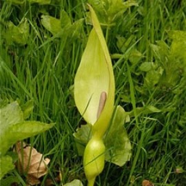 Arum Maculatum
