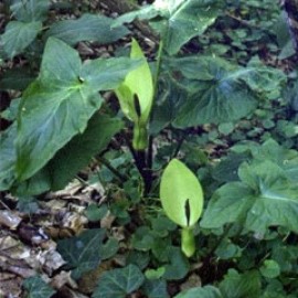 Arum Orientale