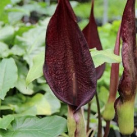 Arum Purpureospathum