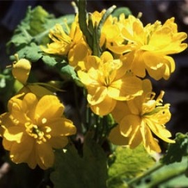 Chelidonium Majus fl. Pl.