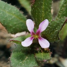 Chorispora Sabulosa
