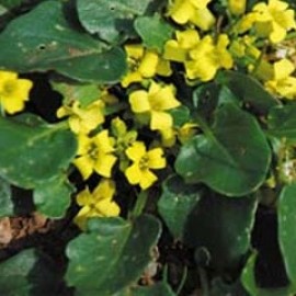 Chrystolia Himalayense