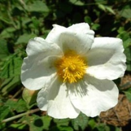 Cistus Sintenisii