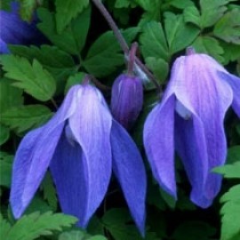 Clematis ALpina 'Frances Rivis'